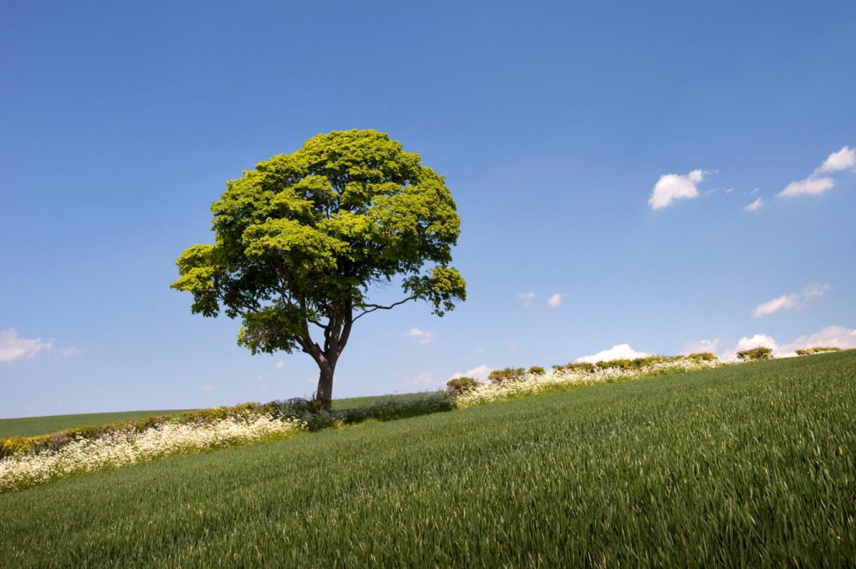 A tree on a hill in the sunshine