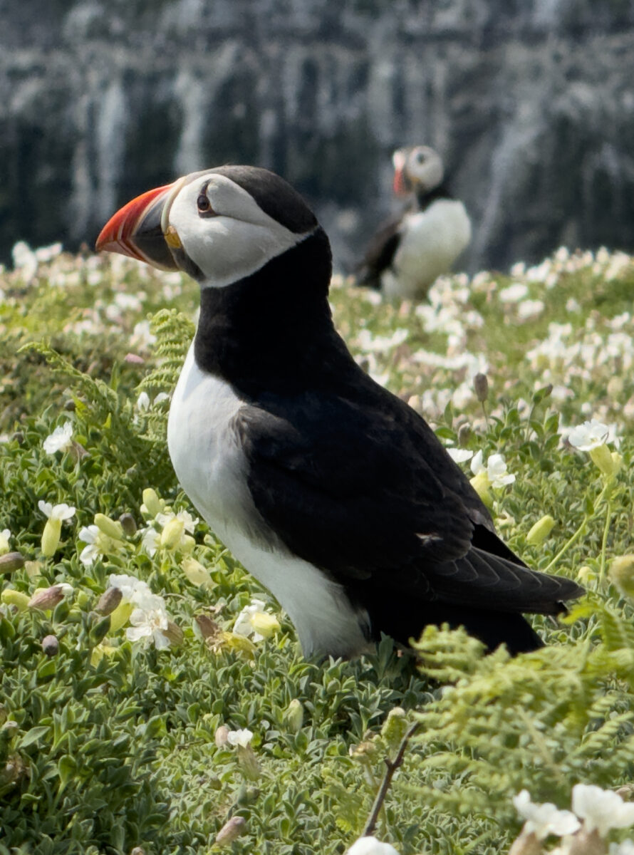 A picture of a puffin amongst flowers